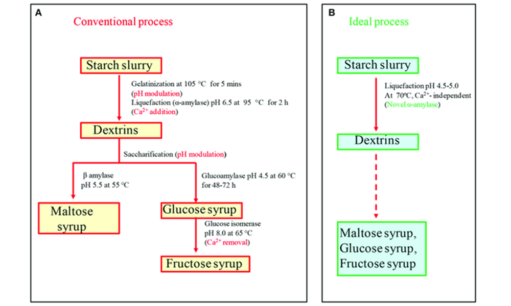 <b>Le principal changement de matériau dans le processus de brassage - la décomposition de l'amidon</b>